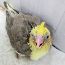 ニッコニコ^^ほっこりスマイル✨オカメインコのヒナ(シナモンパイド)入荷しました❤️