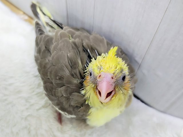 ニッコニコ^^ほっこりスマイル✨オカメインコのヒナ(シナモンパイド)入荷しました❤️