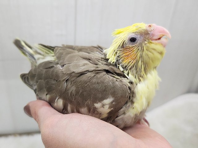 オカメインコ