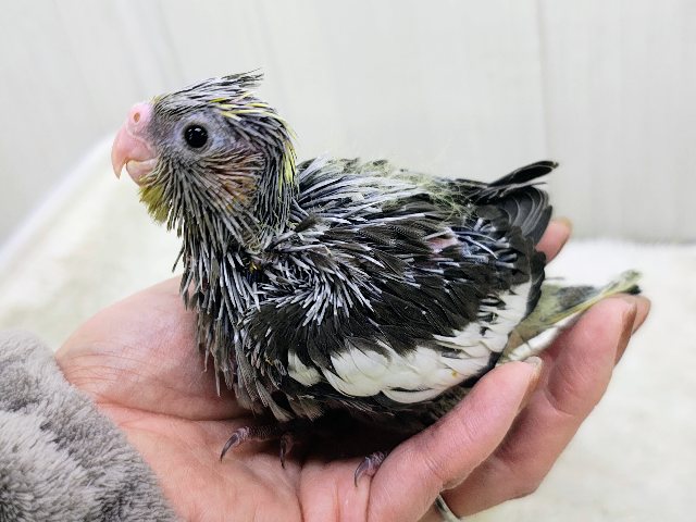 オカメインコ