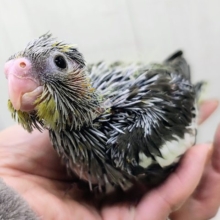 お目目くりりん✨かわいすぎる！！オカメインコのヒナ(ノーマル)入荷しました❤️