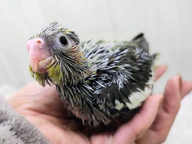 お目目くりりん✨かわいすぎる！！オカメインコのヒナ(ノーマル)入荷しました❤️
