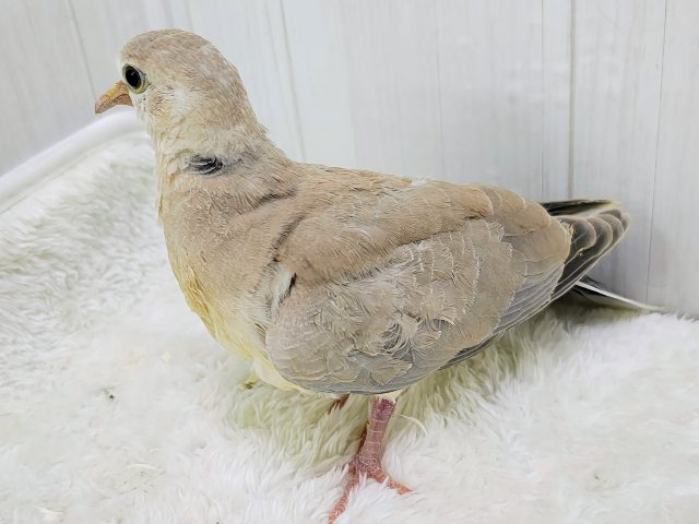 ジュズカケバト