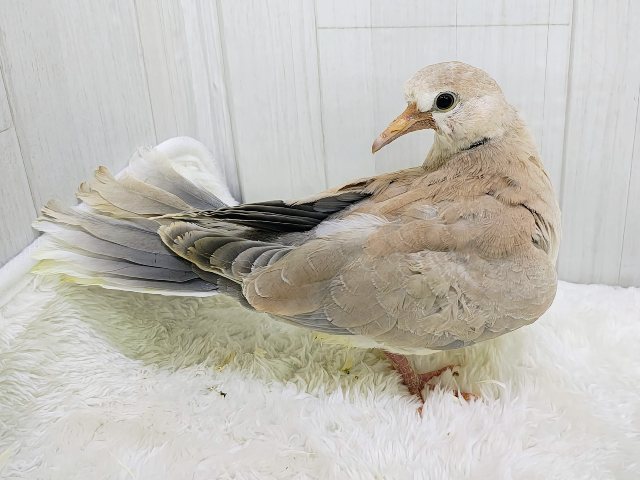 ジュズカケバト