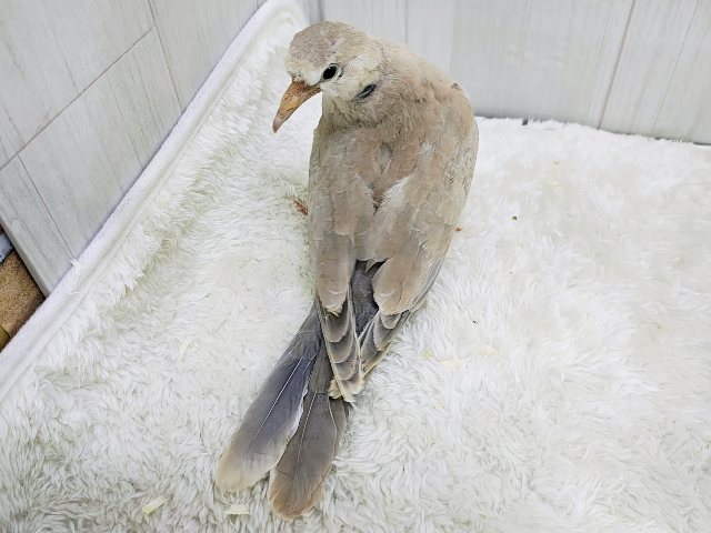 ジュズカケバト