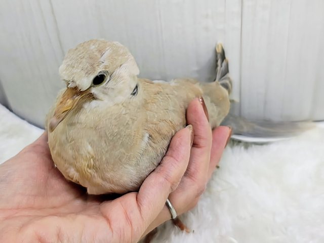 ジュズカケバト