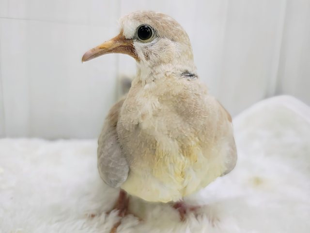 ジュズカケバト