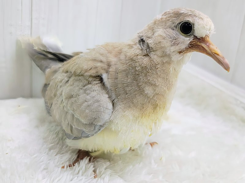 ジュズカケバト