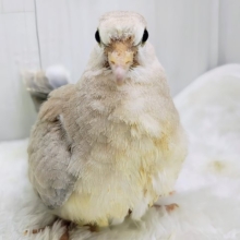 今年初🎍凛と美しいジュズカケバトさん🕊入荷しました❤️