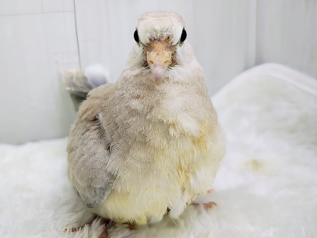 今年初🎍凛と美しいジュズカケバトさん🕊入荷しました❤️