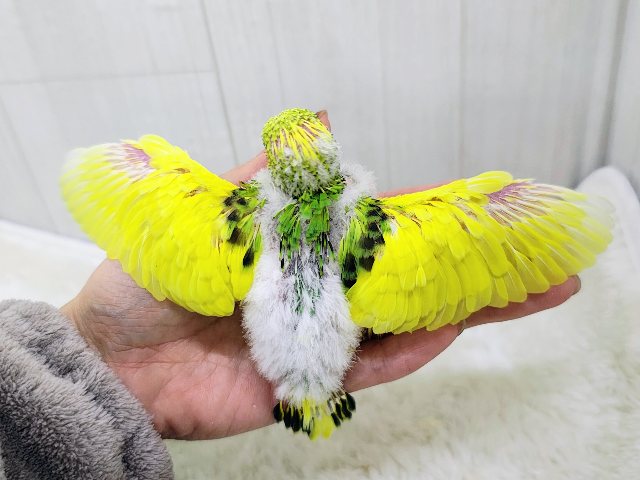 セキセイインコ
