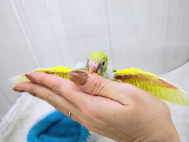 セキセイインコ