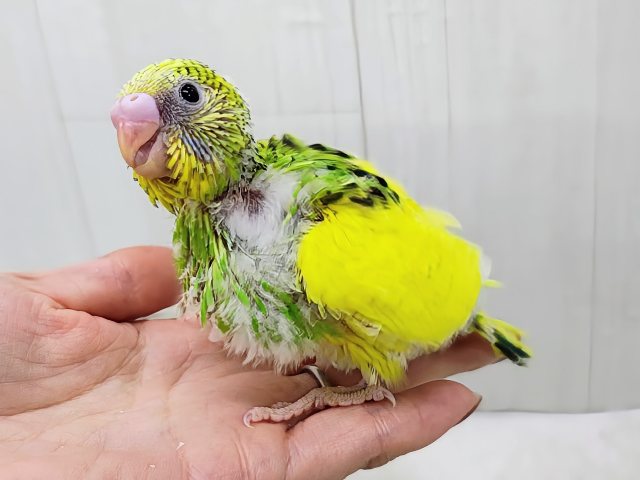 セキセイインコ