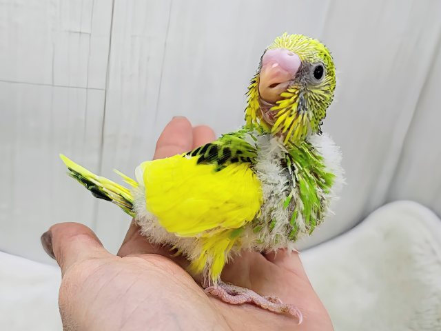 セキセイインコ