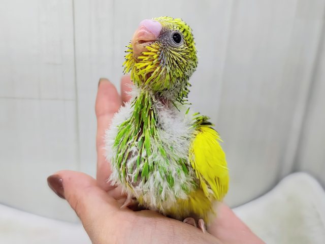 セキセイインコ