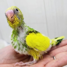 どんなアングルでも最高のビジュ︎💕︎︎セキセイインコのヒナ(グリーンパイド)入荷しました❤️