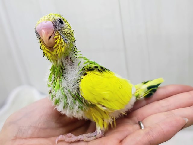 どんなアングルでも最高のビジュ︎💕︎︎セキセイインコのヒナ(グリーンパイド)入荷しました❤️