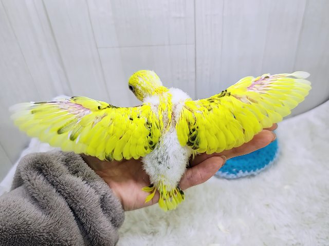 セキセイインコ