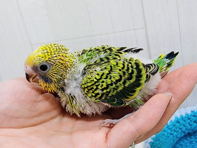 セキセイインコ