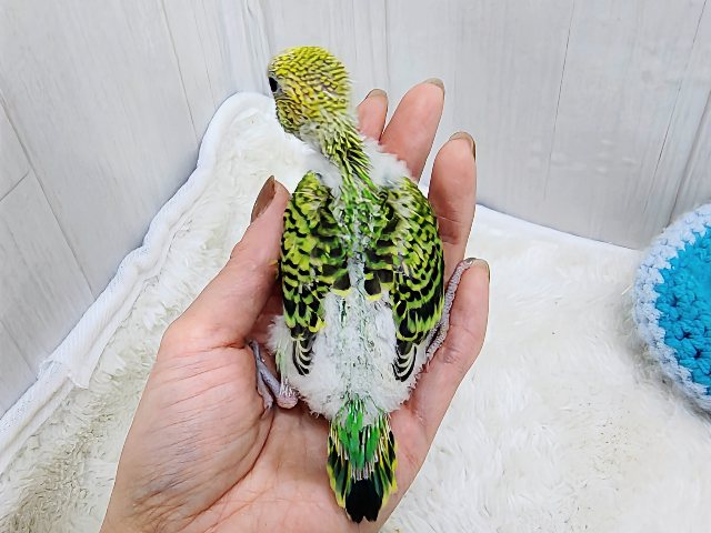 セキセイインコ