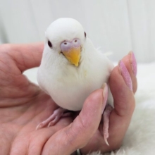 ツヤツヤでずっと触っていたい♡セキセイインコのヒナ(アルビノ)入荷しました❤️