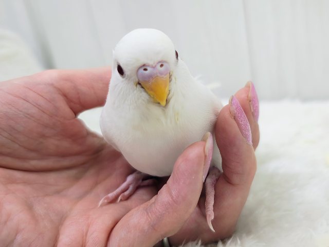 ツヤツヤでずっと触っていたい♡セキセイインコのヒナ(アルビノ)入荷しました❤️