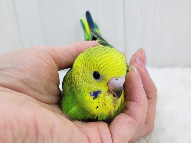 ごくっごくっグリーンスムージー‪💚セキセイインコのヒナ(グリーンオパーリン)入荷しました❤️