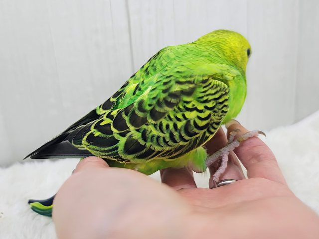 セキセイインコ