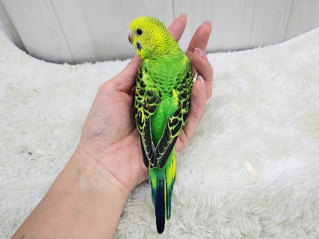 セキセイインコ