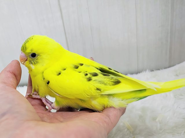 セキセイインコ