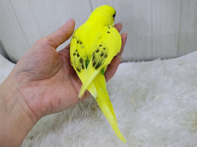 セキセイインコ