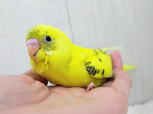 まだら模様が個性的✨セキセイインコのヒナ(黄･ハルクイン)入荷しました❤️