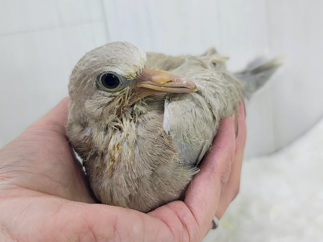 ジュズカケバト