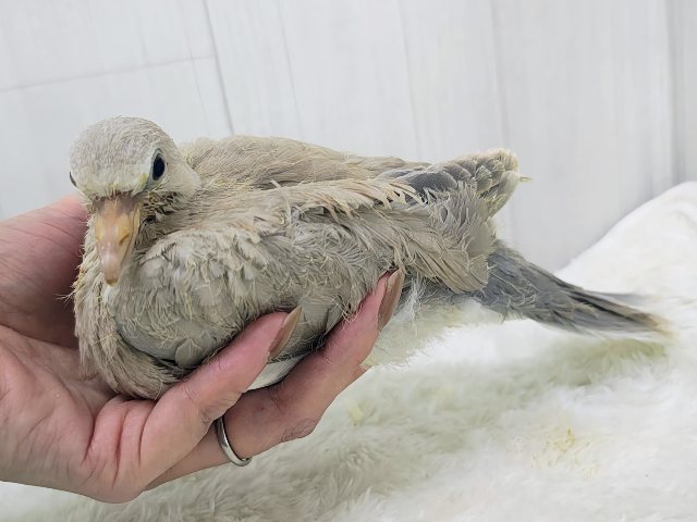 ジュズカケバト