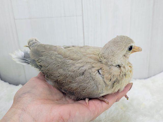 ジュズカケバト