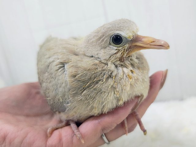 ジュズカケバト