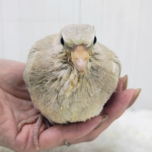 再入荷!!!お待たせしました✨ジュズカケバトのヒナ入荷しました❤️