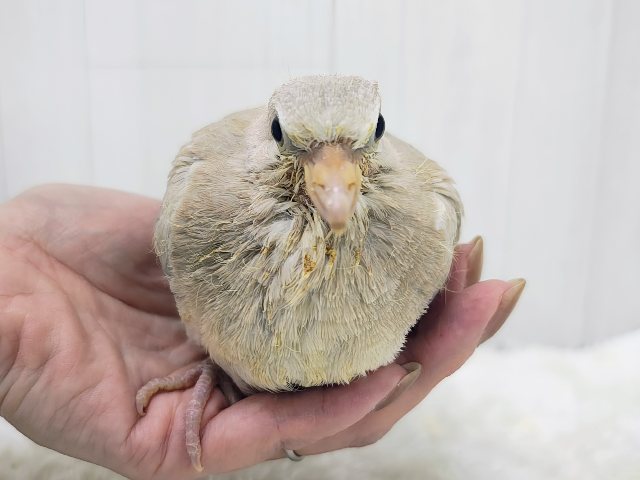 再入荷!!!お待たせしました✨ジュズカケバトのヒナ入荷しました❤️