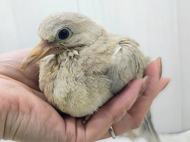 ジュズカケバト