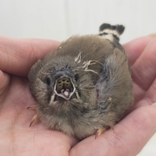 おしゃれヘアのイケてるキンカチョウさん💓‪(少し大きい子)入荷しました❤️