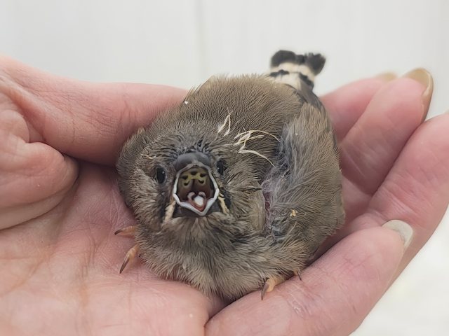 おしゃれヘアのイケてるキンカチョウさん💓‪(少し大きい子)入荷しました❤️