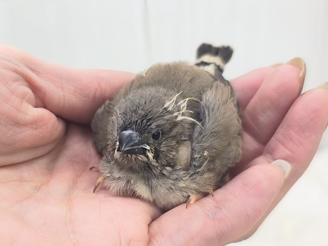 錦花鳥（キンカチョウ）