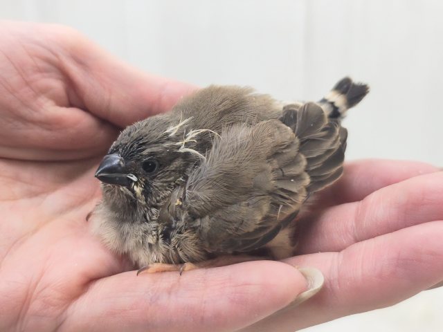 錦花鳥（キンカチョウ）