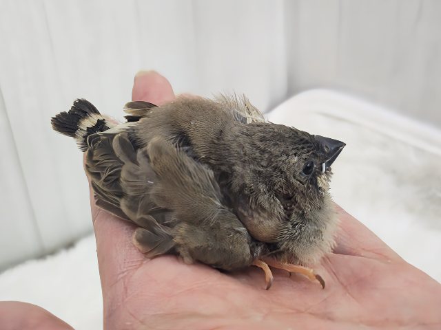 錦花鳥（キンカチョウ）