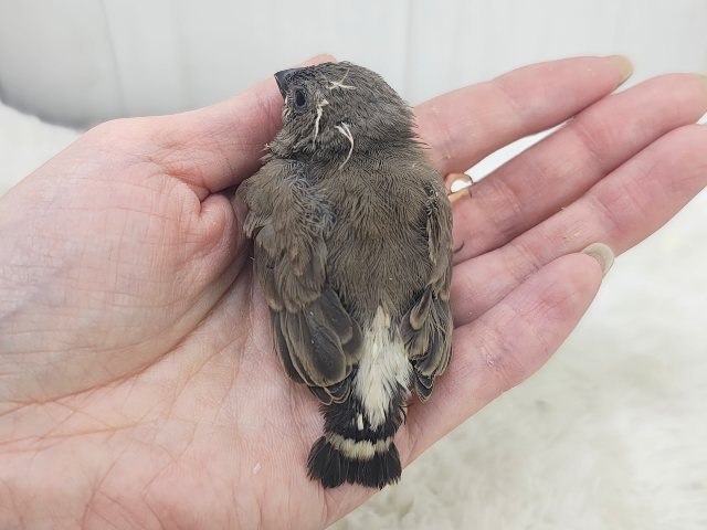 錦花鳥（キンカチョウ）