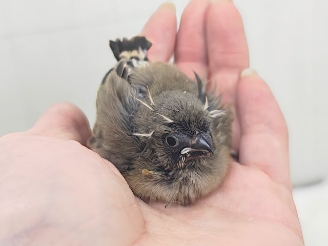 ミニミニサイズ✨かわいいキンカチョウのヒナ入荷しました🩷 錦花鳥(キンカチョウ)