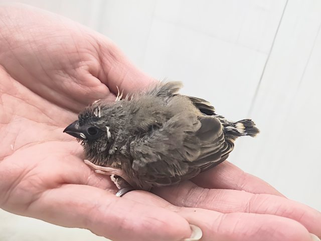 ミニミニサイズ✨かわいいキンカチョウのヒナ入荷しました🩷 錦花鳥(キンカチョウ)