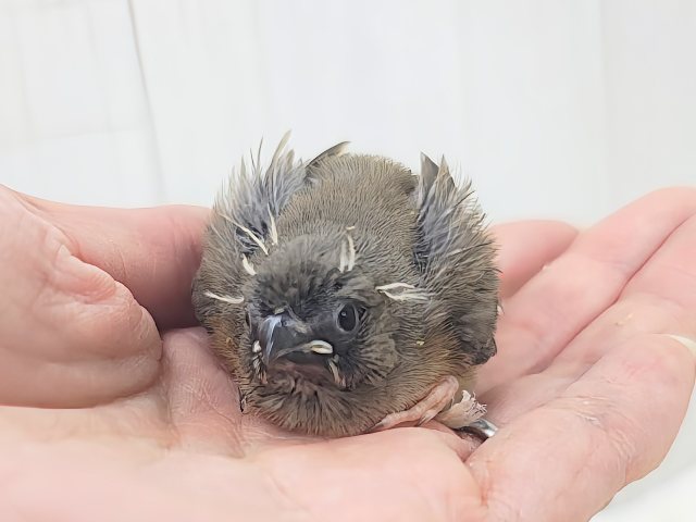 ミニミニサイズ✨かわいいキンカチョウのヒナ入荷しました🩷