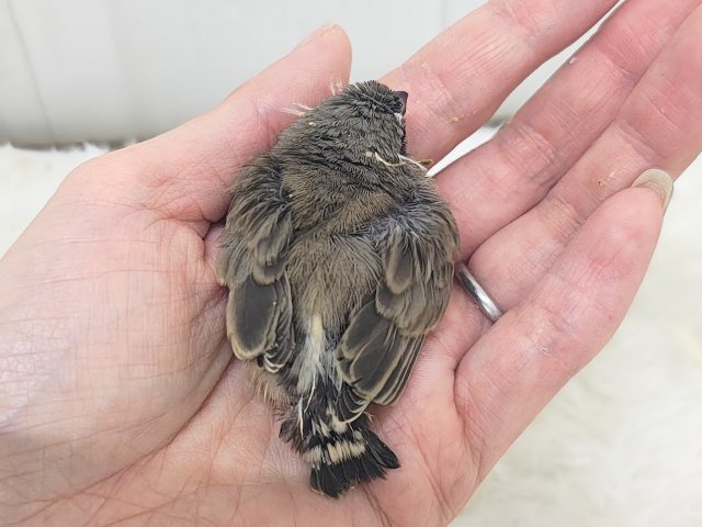 ミニミニサイズ✨かわいいキンカチョウのヒナ入荷しました🩷 錦花鳥(キンカチョウ)