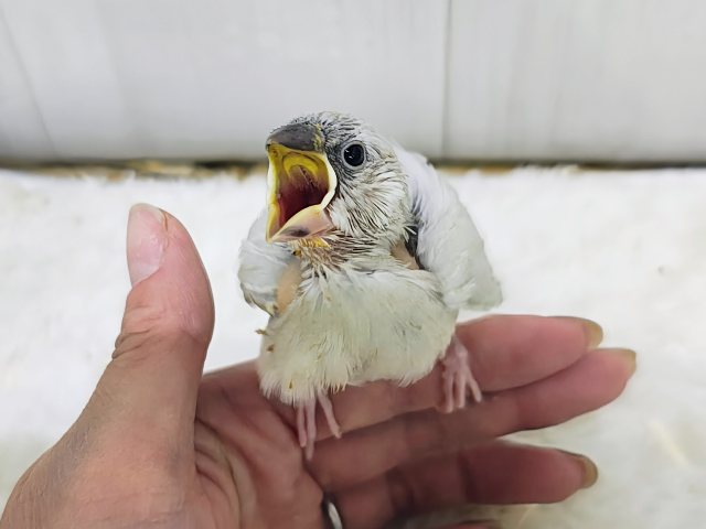 シルバー文鳥